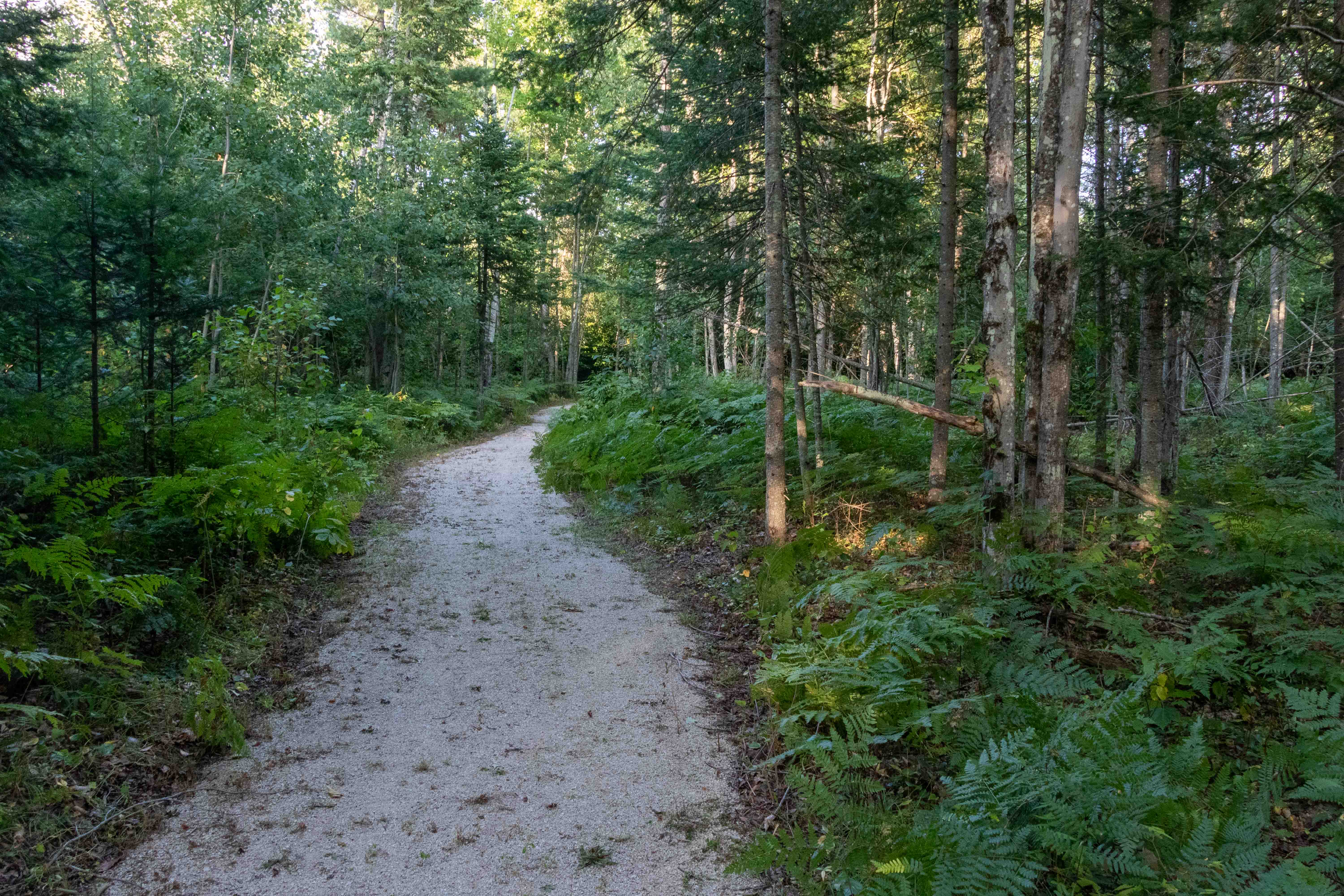Dirt Hiking Trail with trees on both sides